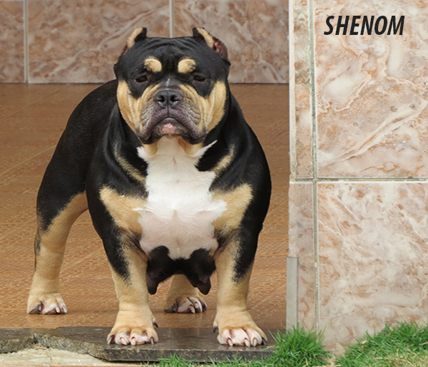 American Bully Pocket