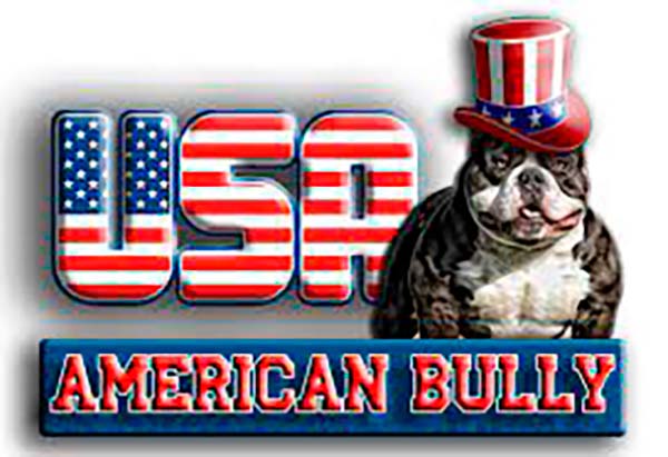 Origem do American Bully Pocket