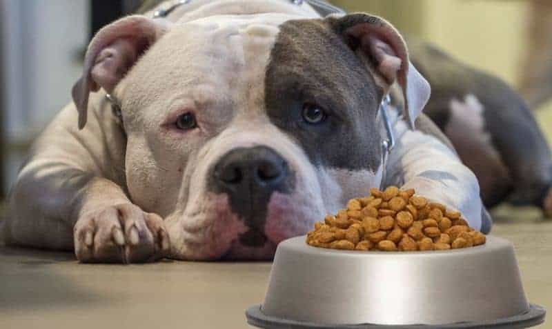 Alimentação do American Bully Pocket