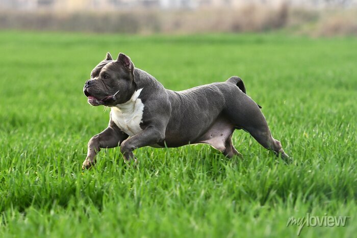 Saúde do American Bully Pocket