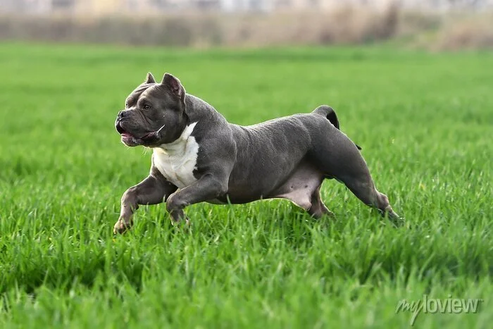 Problemas de saúde do american bully micro - MICRO BULLY