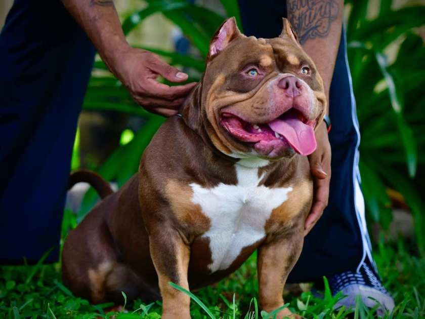 Temperamento do American Bully Pocket