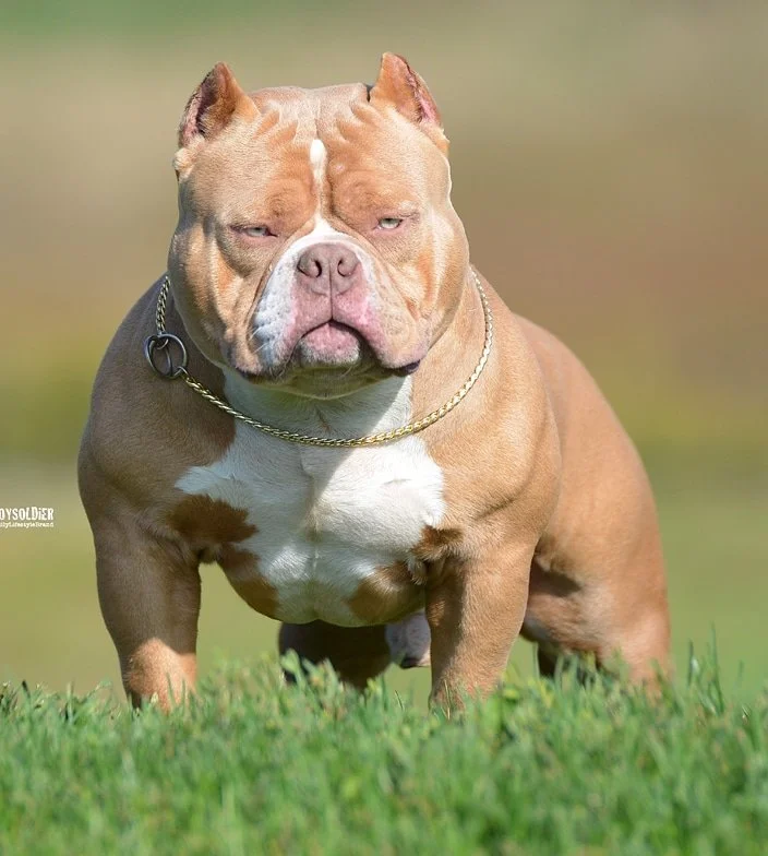 Problemas de saúde do american bully micro - MICRO BULLY