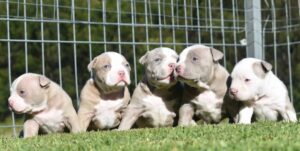 American Bully Pocket Filhote