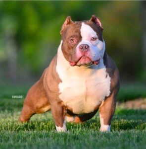 American Bully Pocket Tamanho