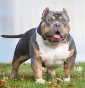 American Bully Fotos