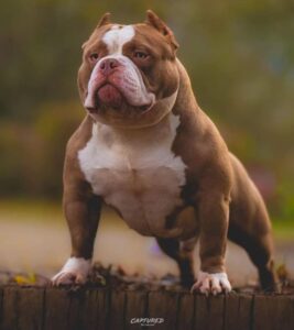 Cachorro American Bully Pocket