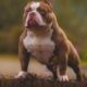 Cachorro American Bully Pocket