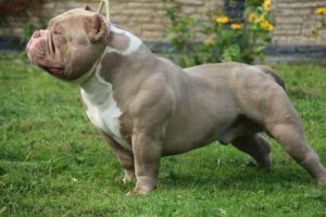 Fotos American Bully Pocket