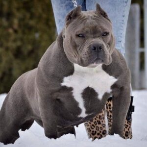 Tipos de American Bully