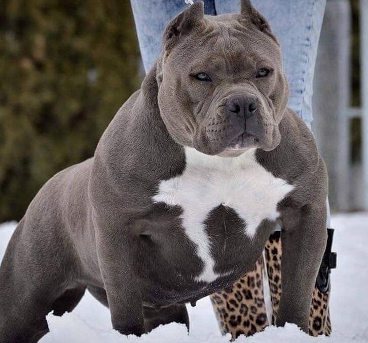 Tipos de American Bully