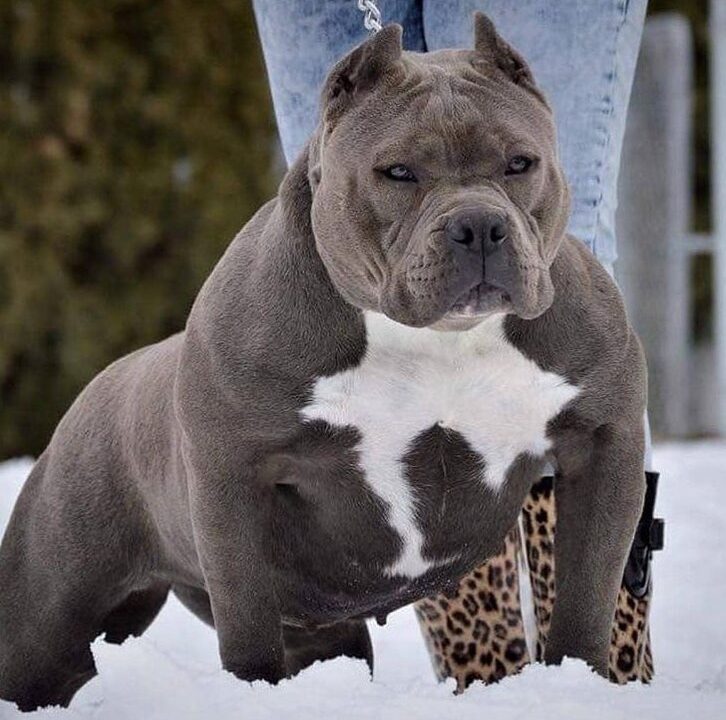 Tipos de American Bully